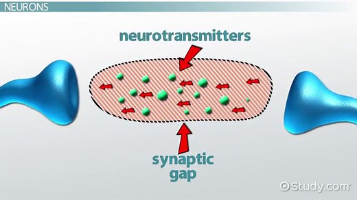 Neurotransmitter | Function, Types & Examples
