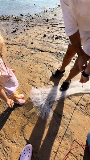 Part 3 Cast Net fishing for Prawns and Mullet! 🦐🤞🏼 What’s the best thing you have ever caught in your cast net Luke’s was a barramundi in Cairns! #caravanlife #castnetfishing #fishingqueensl | Lukefalzon