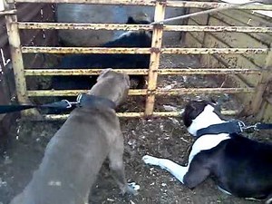 Catch dog training...plex and neaveh