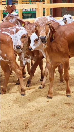 Selective breeding isn’t just about picking the best it’s about protecting what matters