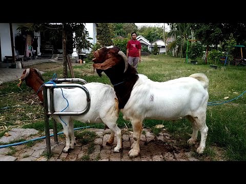 Big Boer Goat Farming | Boer Goat Farm in Village