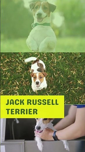 Top 10 Terrier Dog Breeds