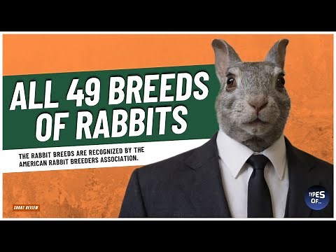 49 Types of Rabbit Breeds (recognized by the American Rabbit Breeder’s Association ;ARBA)