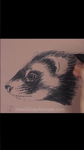 Ferret Sketch (Pen and Markers)