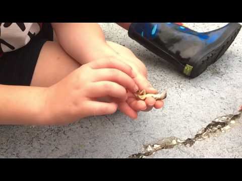 How to tame a wild lizard!