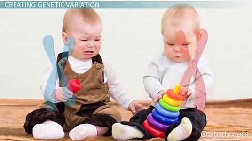 Genetic Variation in Meiosis | Overview & Crossing Over