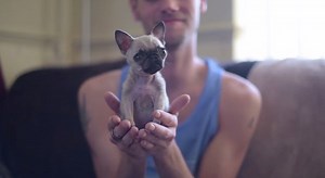 Pug Half The Size Of Her Siblings Might Be The World's Smallest Pug