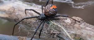 Redback Spider