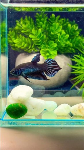 A splash of color, a wave of elegance — this betta owns the spotlight #fish #betta #aquarium #pets