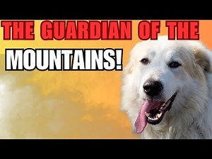 Great Pyrenees: Everything You Need to Know About This Majestic Guardian Dog