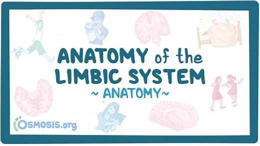Anatomy of the limbic system: Video, Causes, & Meaning | Osmosis