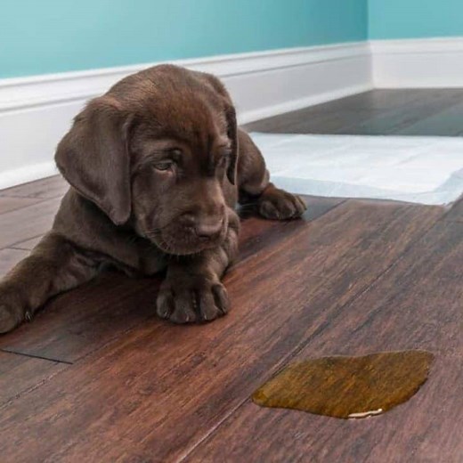 When Are Labradors Potty Trained? Timeline, Tips & Common Mistakes