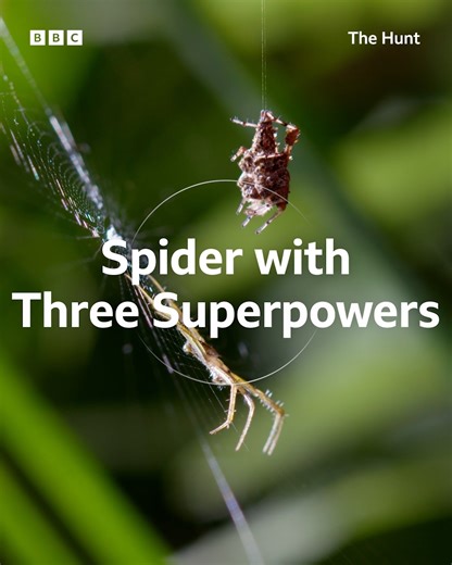 This spider can leap up to fifty times her own body length! | BBC Earth