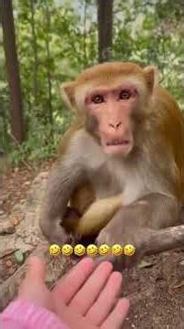 Funny Animals Special for Ladies 😂🐶🐱 | Try Not To Laugh Challenge!#shorts #cutedogs #viral2025