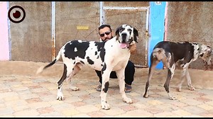 3.9M views · 69K reactions | "رضوان بلاعو" من مدينة #مصراتة لديه شغف بتربية الحيوانات المفترسة والأليفة منذ سنة 2007, يقتني العديد من النمور والكلاب النادرة والطيور. | ليبيا أوبزرڤر - The Libya Observer | Facebook