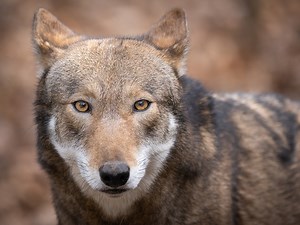 Red Wolf Education