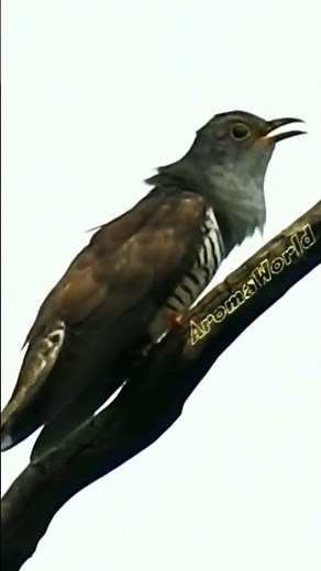 Indian Cuckoo Sound