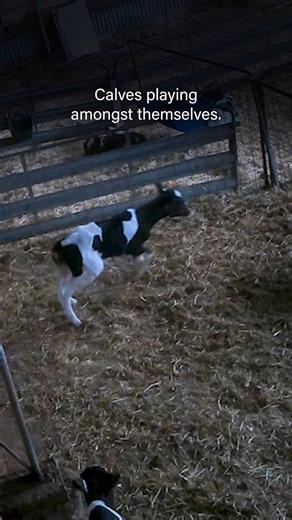 Dairy calves playing without their mums ❤️ Locomotor play is performed alone or with other calves at the same time. It includes jumping, hind leg kicks, and galloping. Social play includes reciprocal frontal pushing of another calf's head or neck. While some farmers may see this play as an indication of ‘good welfare’, play can also increase in stressful situations, as a response to reduced parental care, or even increase after a period of deprivation 😞 A study in Applied Animal Behaviour Scien