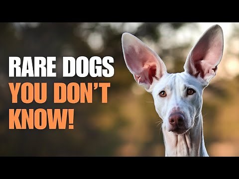 20 Rare Dog Breeds You’ve Never Heard Of Before