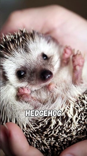 The Top 10 Cutest Animals on Earth