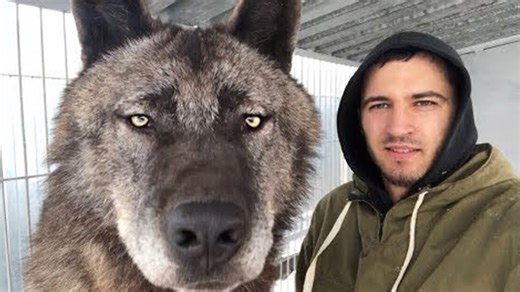 10 Real Wolves That Look Straight Out of Fiction