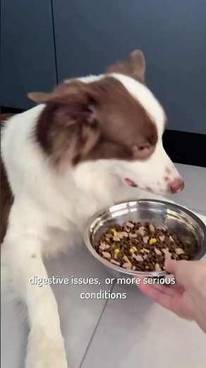 Senior Dog Suddenly Losing Weight? The Vet Warnings You Should Know #dogbehavior #healthypets