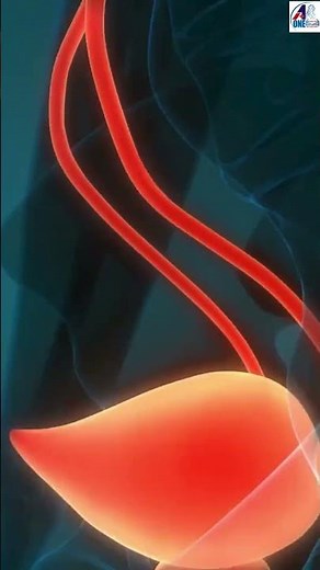 Kidney 3D Animation - Structure And Function Of Kidney Anatomy