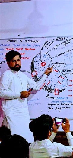 Mitochondria: The Powerhouse of the Cell Explained