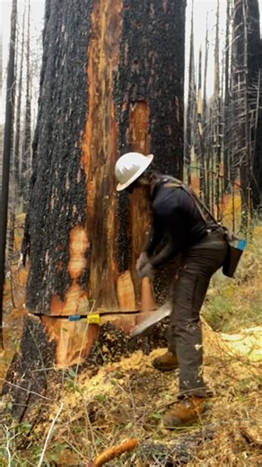 2.3M views · 10K reactions | I can't believe how simple it is to take down these massive trees 樂 | UNILAD Tech | Facebook