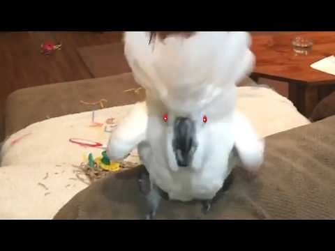 Funny Bird Video Compilation