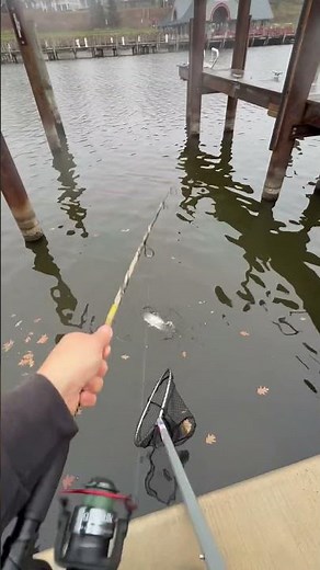 Fall fishing for steelhead using spinners