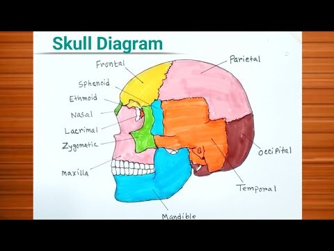 How to Draw Human Skull Diagram With Colour / Human Skull drawing colour