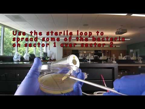 Aseptic Technique: Inoculating a Petri Plate - Streaking for Isolation.