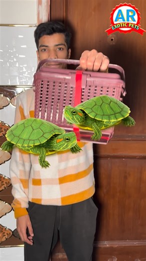 PETS MAN on Instagram: "Cute Baby Turtle Unboxing | Baby Red Eared Slider Turtle 🐢 . . . . #turtle #aquarium #pet #exoticpets #animals #fish #wildlife #petsofinstagram #petstagram #petlovers #cuteanimal #nature #wildanimals #fishtanks #petsvlog #redearedsliderturtle #ar_exotic_pets1"