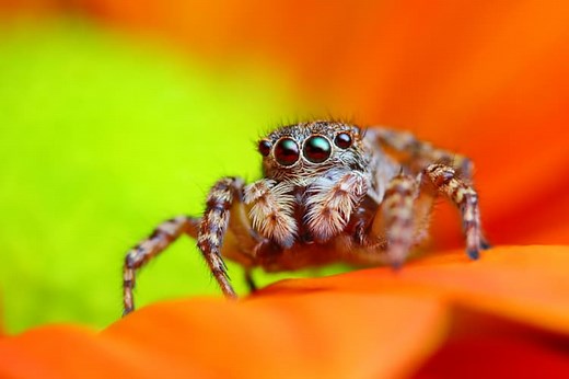 15 Cool Spiders to See in the World - Christine Abroad