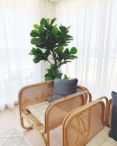 Window Curtains | Curtains Brisbane & Gold Coast | Blindo