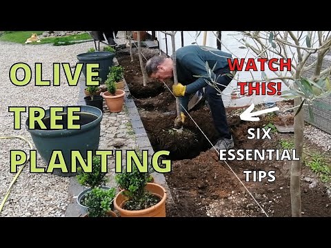 Olive Tree Planting, Olive Tree Care, 6 Top Tips
