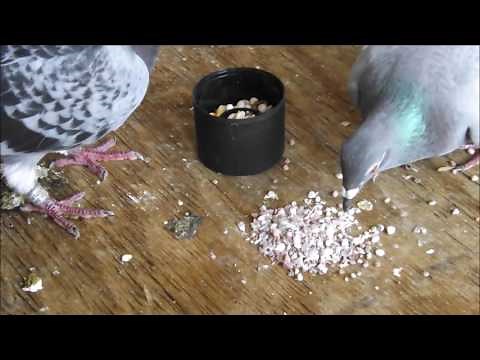 Starting To Raise Pigeons - Basic Starter Care Advice