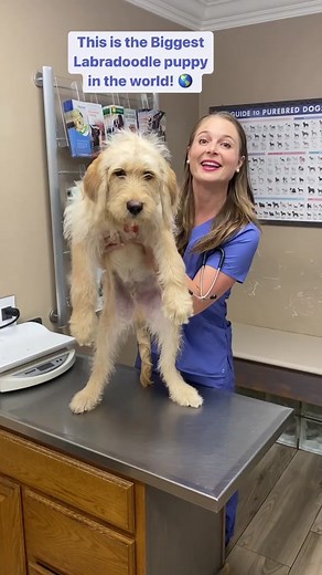 Giant Labradoodle Puppy - How Big Will He Get?