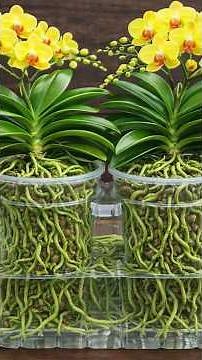 Orchids that are weak but grown using this method will bloom continuously.