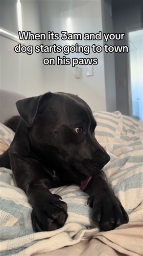 Understanding Dogs' Midnight Habits: Paw Licking