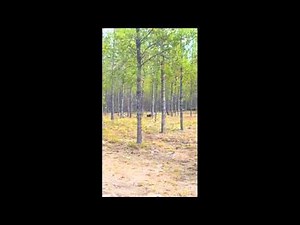 Scary footage of a wolf attacking a dog