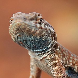 21 Types of Lizards Found in Utah! (ID Guide)