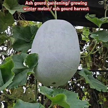 Growing Ash gourd plant / winter melon gardening/ ash gourd harvest & benefits & tips for growing