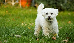 Lhasa Poo (Lhasa Apso-Poodle Mix) Info, Temperament, Puppies, Pictures