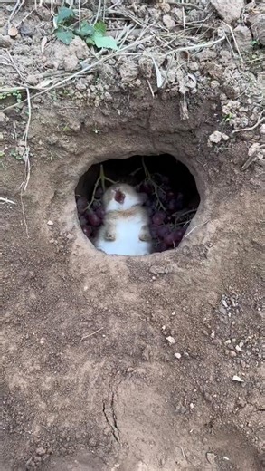 Artistic Viral on Instagram: "Name this adorable little one 🐰❤️‍🔥 Caught in the act! Watch this sweet bunny happily munching away, pure joy in every bite. Rabbits are natural grazers, spending hours each day nibbling to keep their teeth in check and satisfy their ever-curious appetite. Art by: dyeoycum4w5d (Döuyin)"