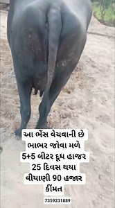 આ ભેંસ વેચવાની છે 🐂💯 #dairyherd #animalfarming #animals #gircowgujaratbhavngar #cattlefarming