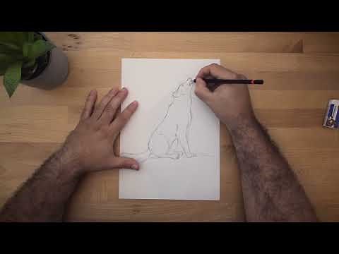 How To DRAW A WOLF [Simple Beginners’ Guide]