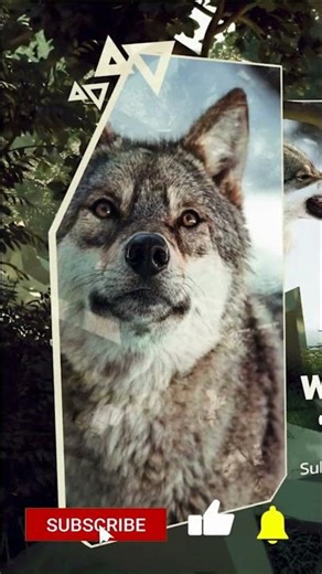 Why Wolves Are the KEY to Understanding Ecosystem Balance