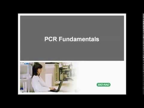 PCR Fundamentals: Components, Thermal Cycling, and Theory